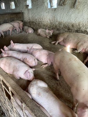 porci de carne  - imagine 3