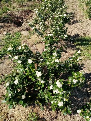 Butasi aronia, afin canadian, goji, mur, smochin. - imagine 3