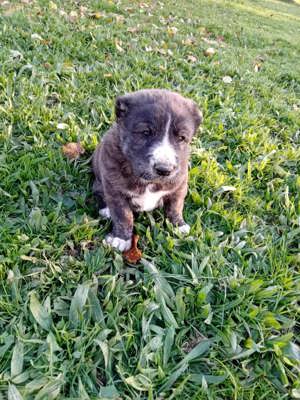 Vând ciobanesc de asia centrala alabai  - imagine 2 Vând ciobanesc de asia centrala alabai  - imagine 2