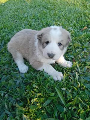 Vând ciobanesc de asia centrala alabai  - imagine 3 Vând ciobanesc de asia centrala alabai  - imagine 3