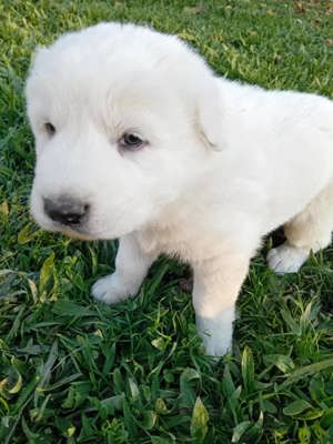 Vând ciobanesc de asia centrala alabai 