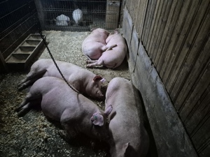 Vând porci - imagine 5