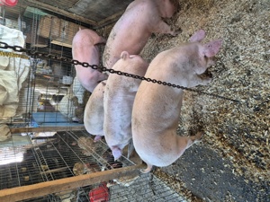 Vând porci - imagine 7