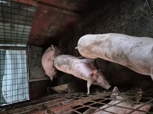 Vând porci - imagine 6