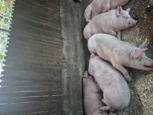 Vând porci - imagine 4