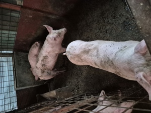 Vând porci - imagine 3