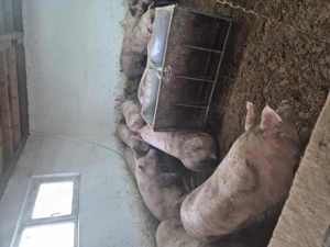 Vând porci - imagine 2