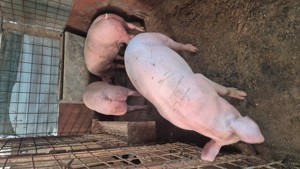 Vând porci - imagine 8