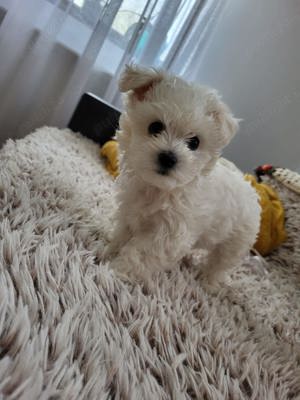 Cățelușe Bichoni Maltezi  - imagine 2