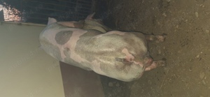 Vier pietrean belgian pentru montă - imagine 2 Vier pietrean belgian pentru montă - imagine 2