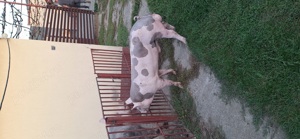 Vier pietrean belgian pentru montă - imagine 3 Vier pietrean belgian pentru montă - imagine 3