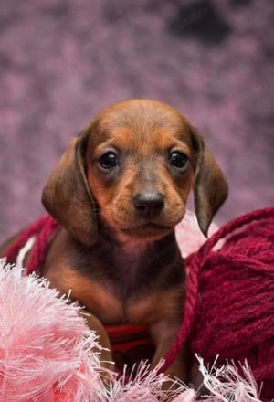 Teckel red superb mascul și femelă 