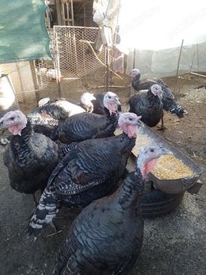 Curcani rasa mixtă crescuți natural