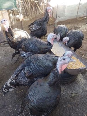 Curcani rasa mixtă crescuți natural - imagine 2 Curcani rasa mixtă crescuți natural - imagine 2