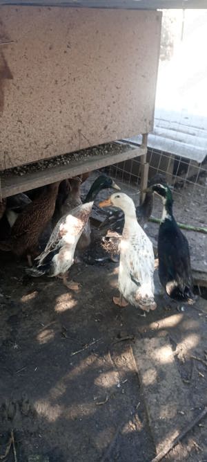 Rate alergatoare indiene mascul sau pereche - imagine 3