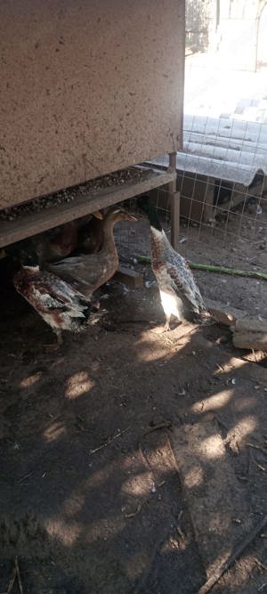 Rate alergatoare indiene mascul sau pereche - imagine 2