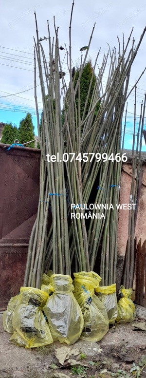 Trimitem oriunde in țară,9copăcei și butași Paulownia,creștere rapidă - imagine 5