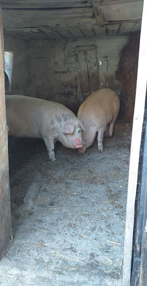 vand porc de sacrificat