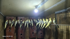 Vand nimfe Constanta - imagine 3