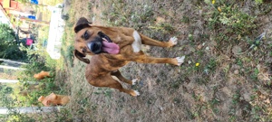 Catel mascul pentru adoptie - imagine 3 Catel mascul pentru adoptie - imagine 3