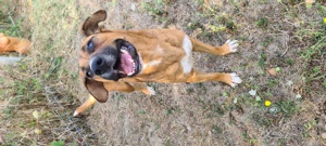 Catel mascul pentru adoptie