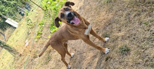 Catel mascul pentru adoptie - imagine 2 Catel mascul pentru adoptie - imagine 2