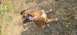 Catel mascul pentru adoptie - imagine 4 Catel mascul pentru adoptie - imagine 4