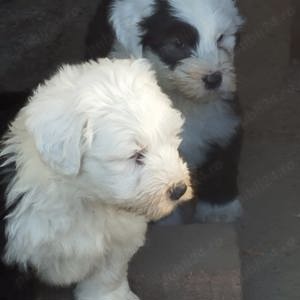 Pui de ciobanesc englez   bobtail  - imagine 2