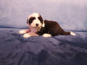 Pui de ciobanesc englez   bobtail  - imagine 3