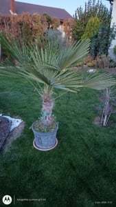 plante de interior si exterior.