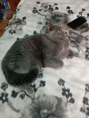 british shorthair - imagine 4