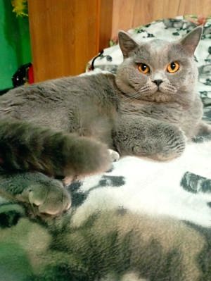 british shorthair