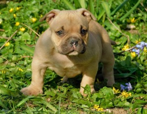 Mascul American Bully Tri-Choco!Pedigree Abkc  - imagine 8