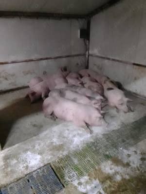 Porci pietrain 180 kg - imagine 2