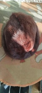 Vând căciulă și guler din blană naturală de nurcă, nouă, nepurtate 