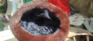 Vând căciulă și guler din blană naturală de nurcă, nouă, nepurtate  - imagine 2