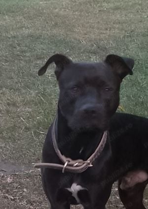 Donez catel , super cuminte