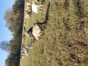 Capre de vanzare  - imagine 2 Capre de vanzare  - imagine 2