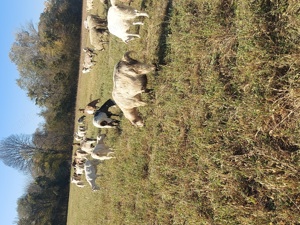 Capre de vanzare  - imagine 3 Capre de vanzare  - imagine 3