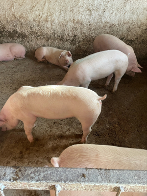 porci de carne  - imagine 5