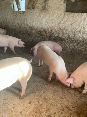 porci de carne  - imagine 4