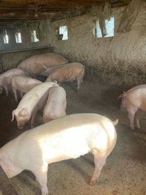 porci de carne  - imagine 3