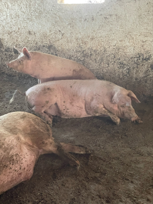 porci de carne  - imagine 5