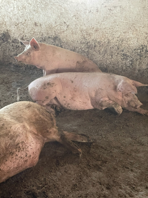 porci de carne  - imagine 2