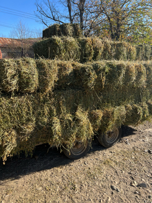 baloți de lucernă - imagine 3