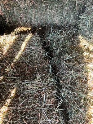 baloți de lucernă - imagine 2