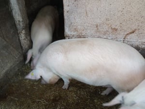 Vând porci - imagine 2