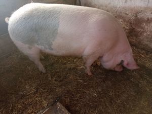 Vând porc marele alb