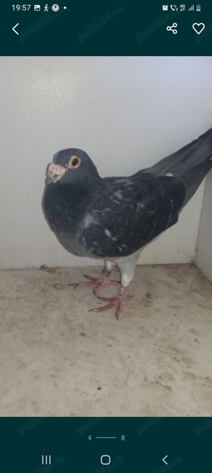 Mascul porumbei de vânzare  - imagine 2 Mascul porumbei de vânzare  - imagine 2