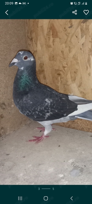 Vand femela porumbei  - imagine 2